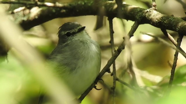 White-crested Tyrannulet (White-bellied) - ML383880081