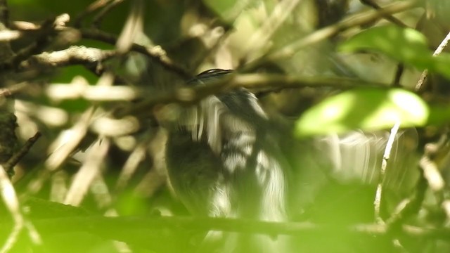 White-crested Tyrannulet (White-bellied) - ML383880091