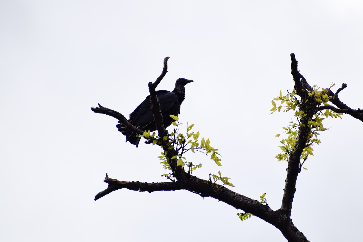 Black Vulture - ML383880631