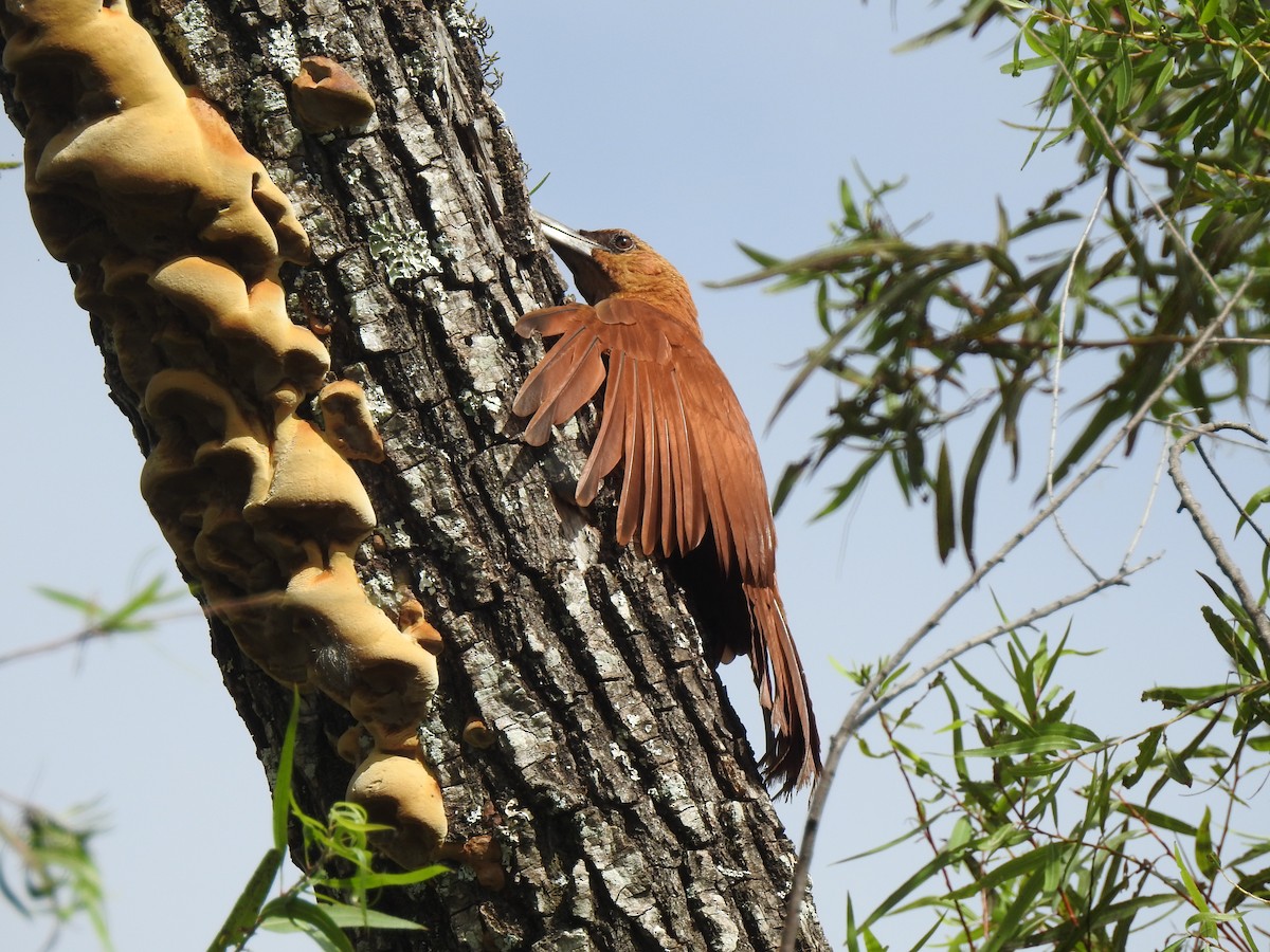 Great Rufous Woodcreeper - ML383880731