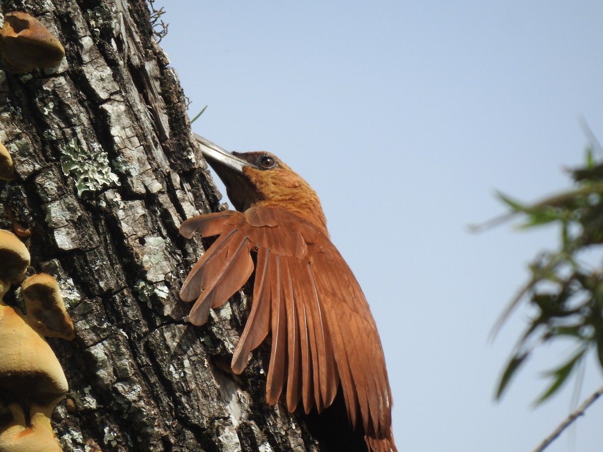 Great Rufous Woodcreeper - ML383880751