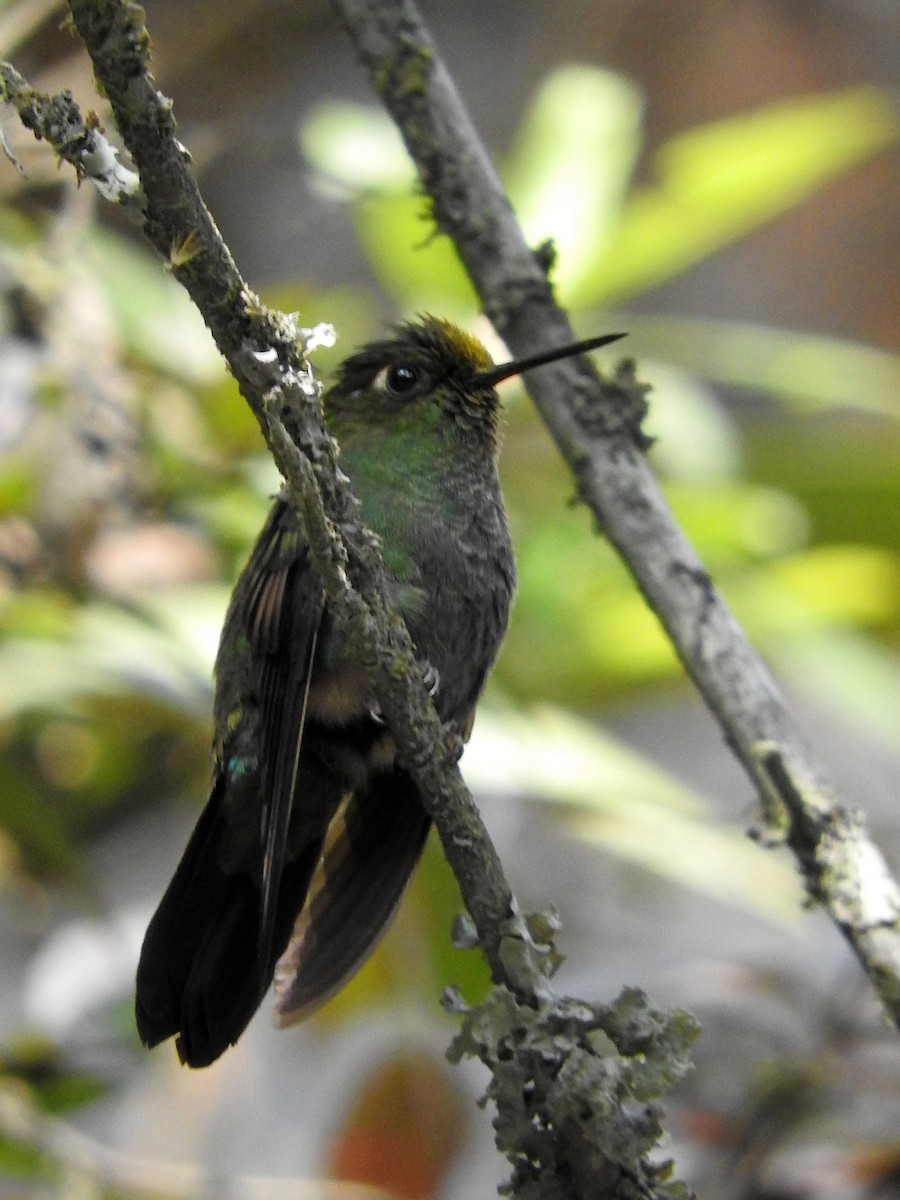 Buff-thighed Puffleg - ML383881201