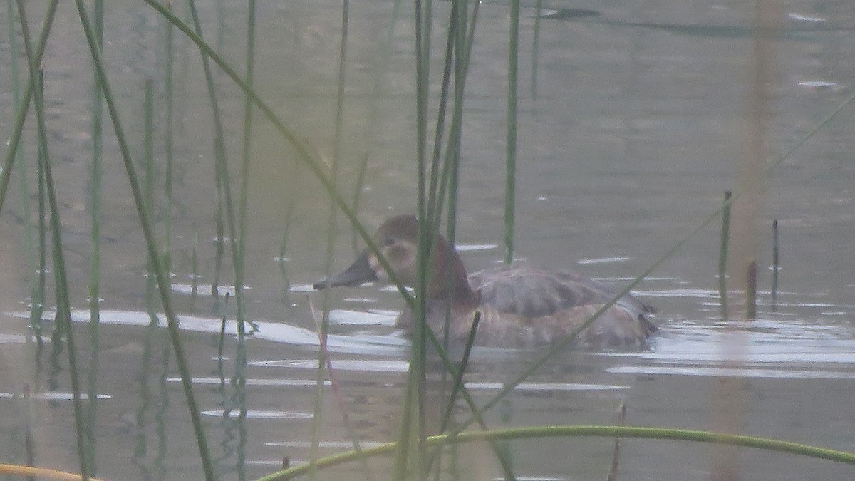 Common Pochard - ML383881401