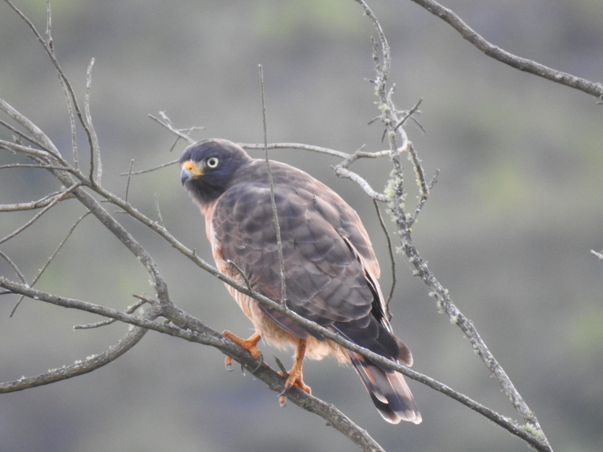 Roadside Hawk - ML383881541