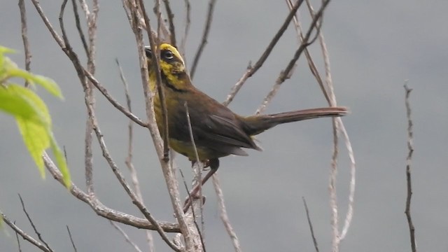 Yellow-striped Brushfinch - ML383881721