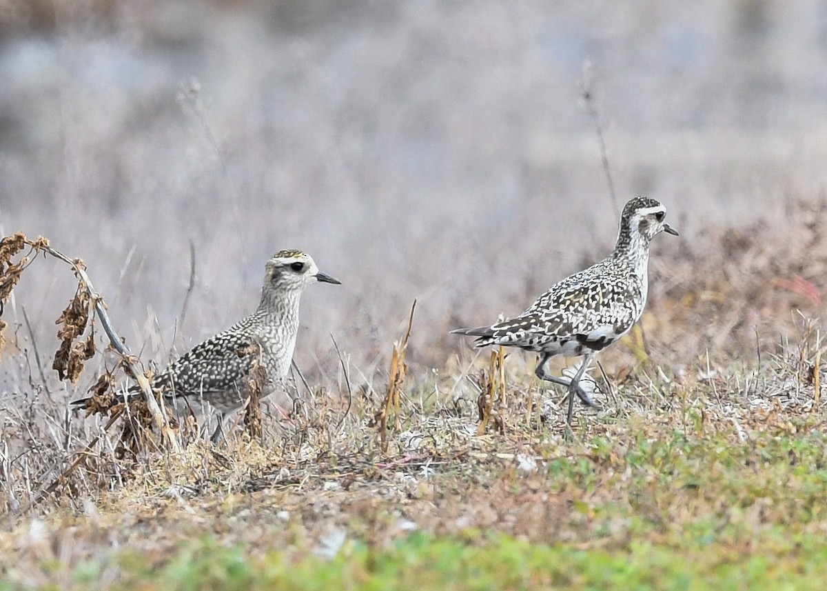 American Golden-Plover - ML383882231