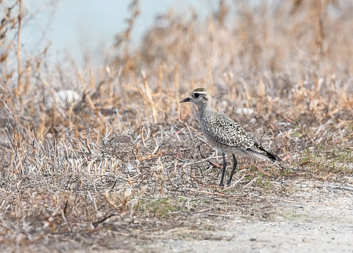 American Golden-Plover - Susan Wrisley