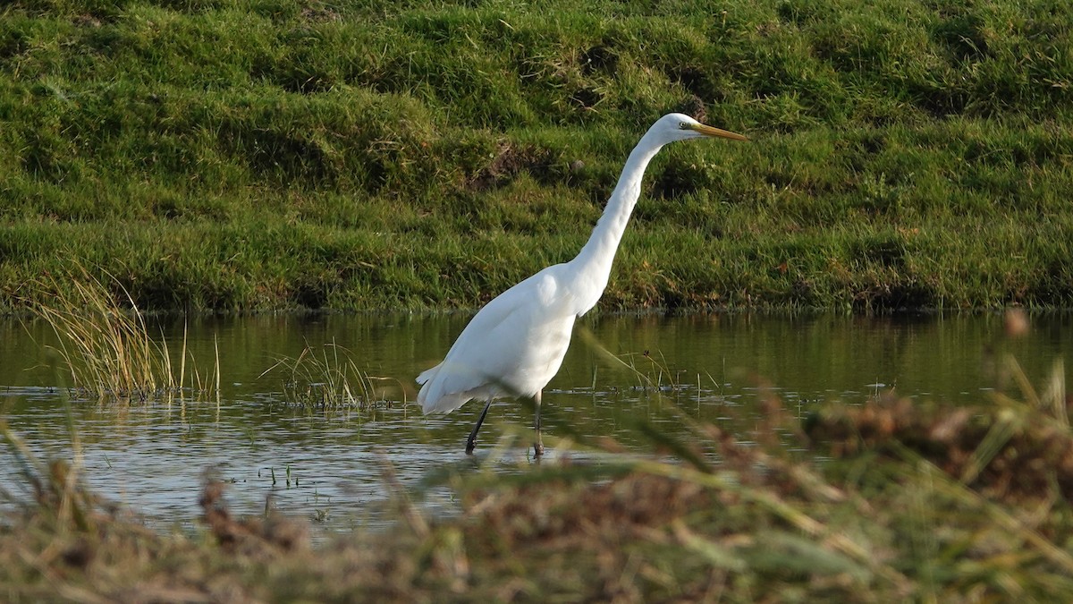 Garceta Grande - ML383882591