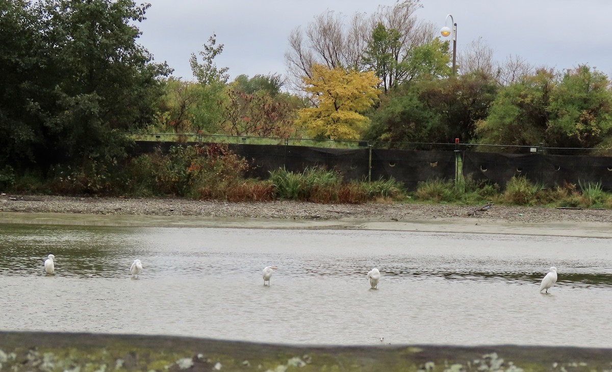 Great Egret - ML383882651