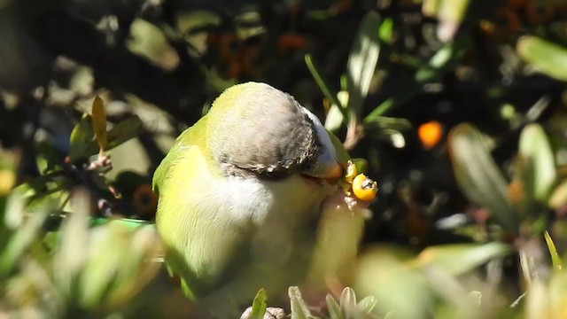 Gray-hooded Parakeet - ML383883061