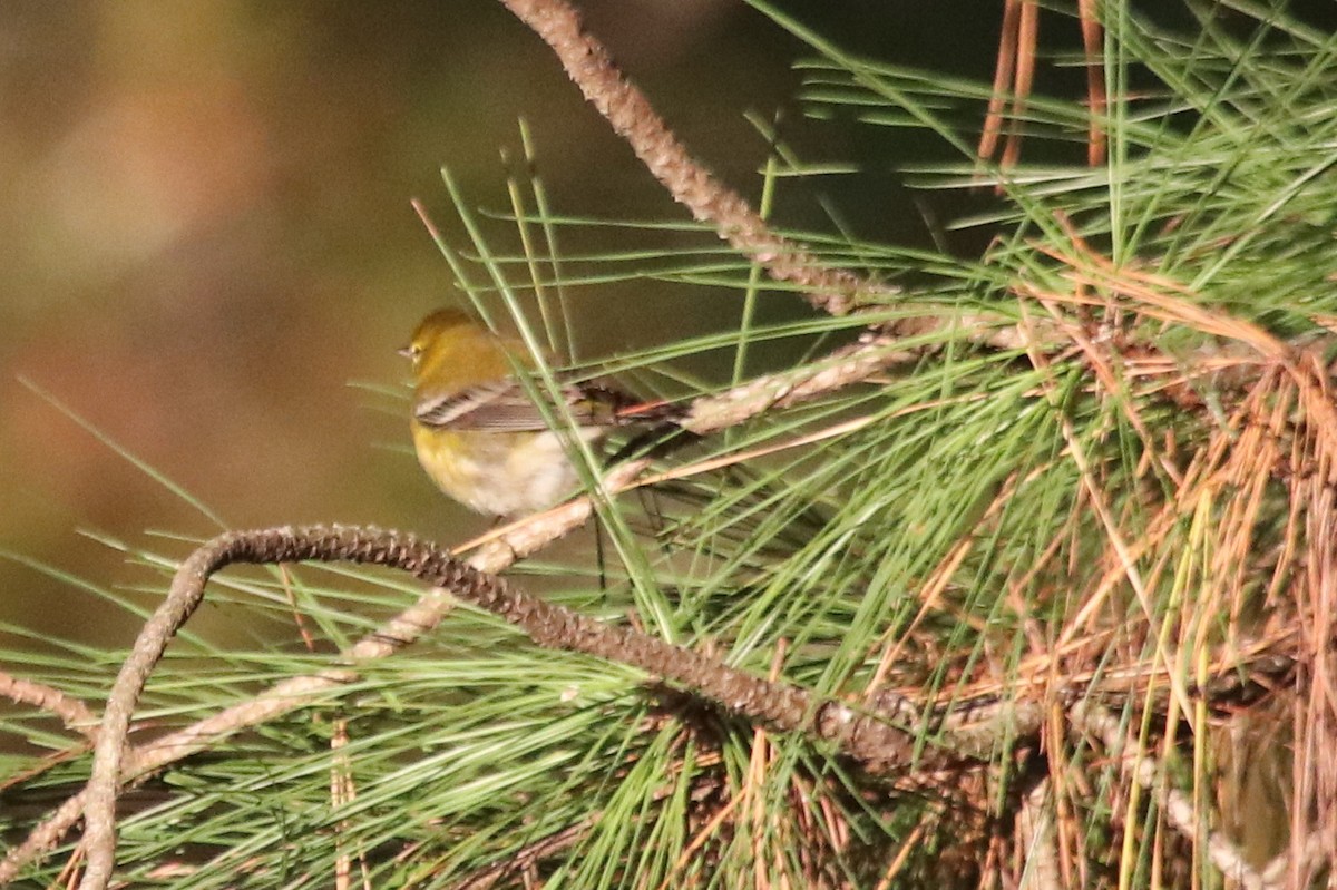 Pine Warbler - ML383883301