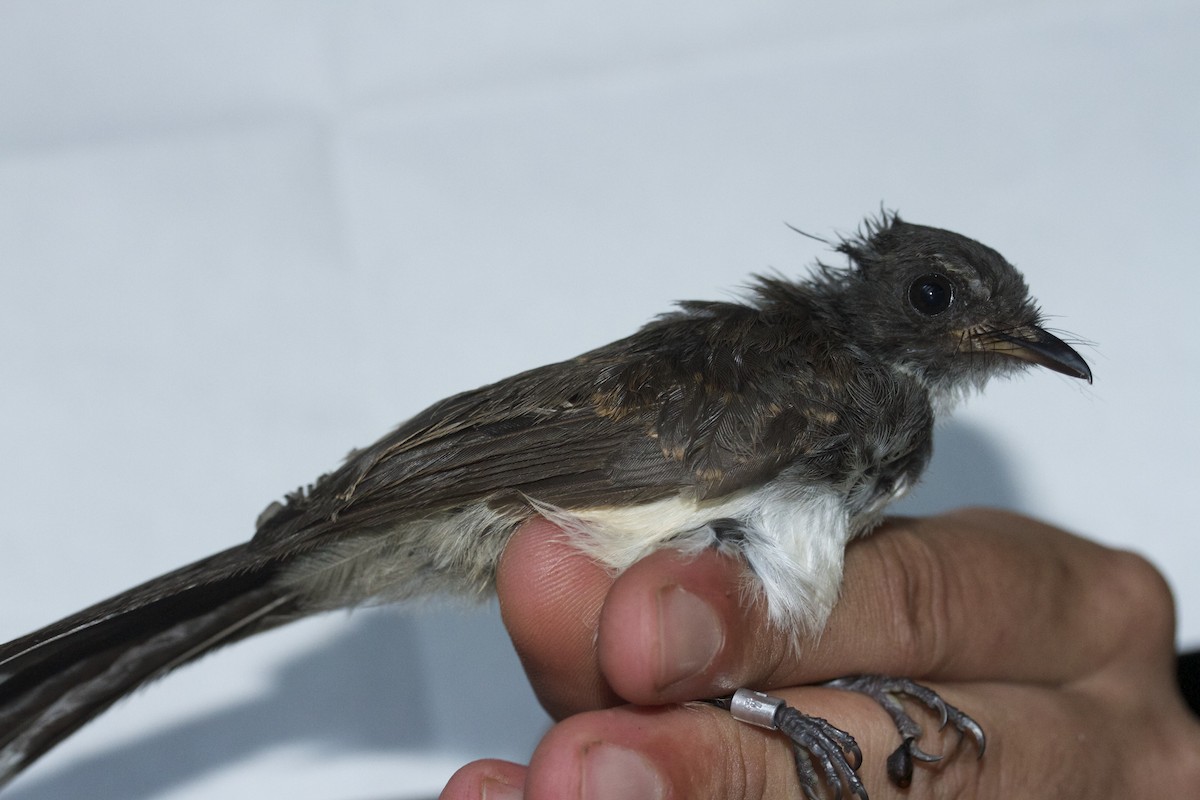 Malaysian Pied-Fantail - ML38388391