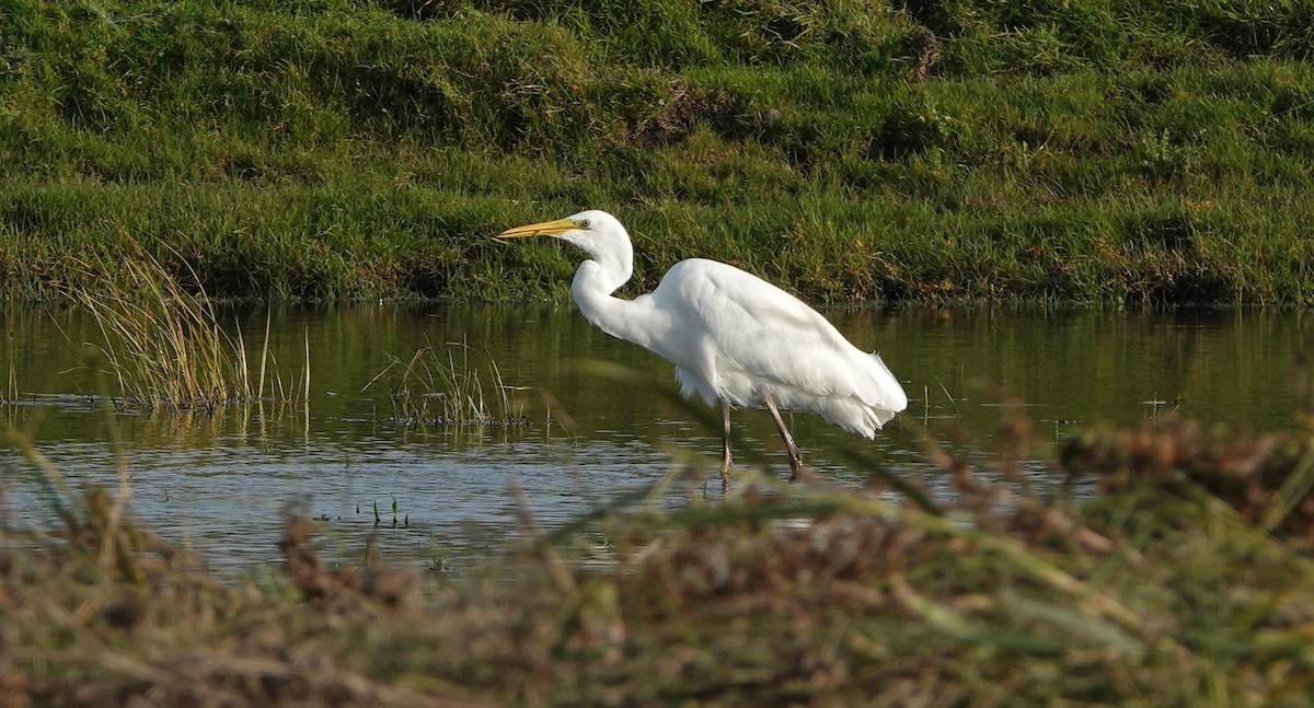 Чапля велика - ML383884151