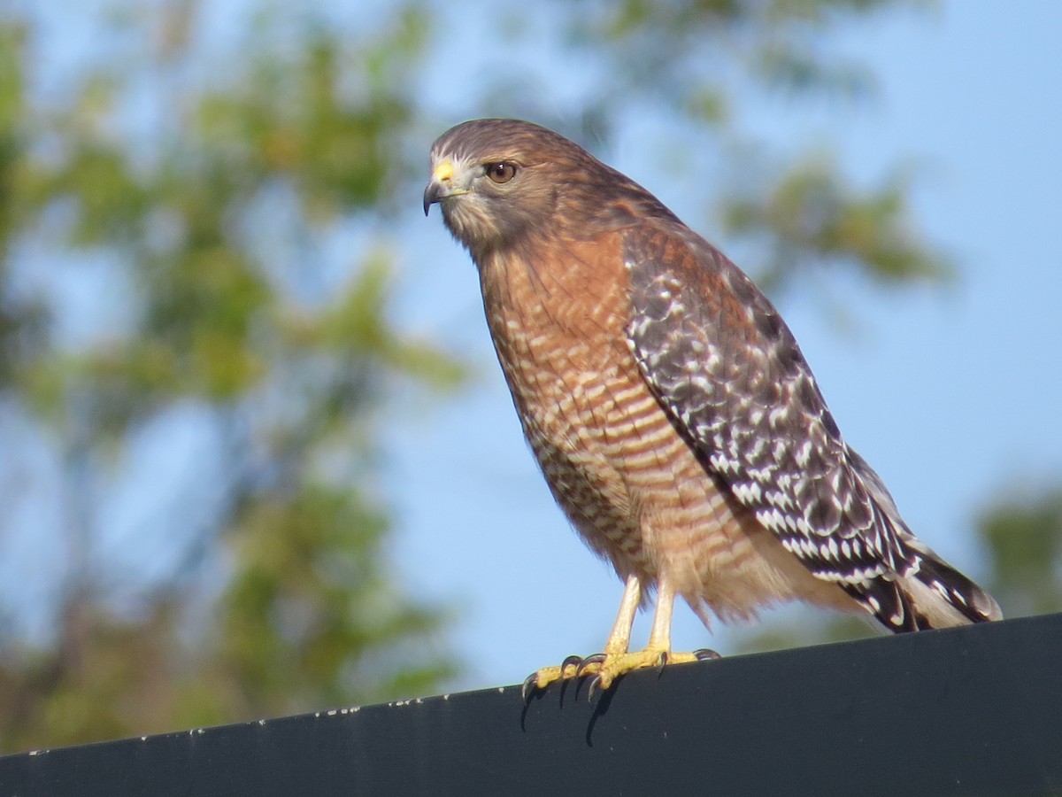 Red-shouldered Hawk - ML38388551