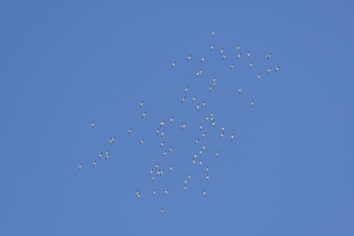 American White Pelican - ML383885921