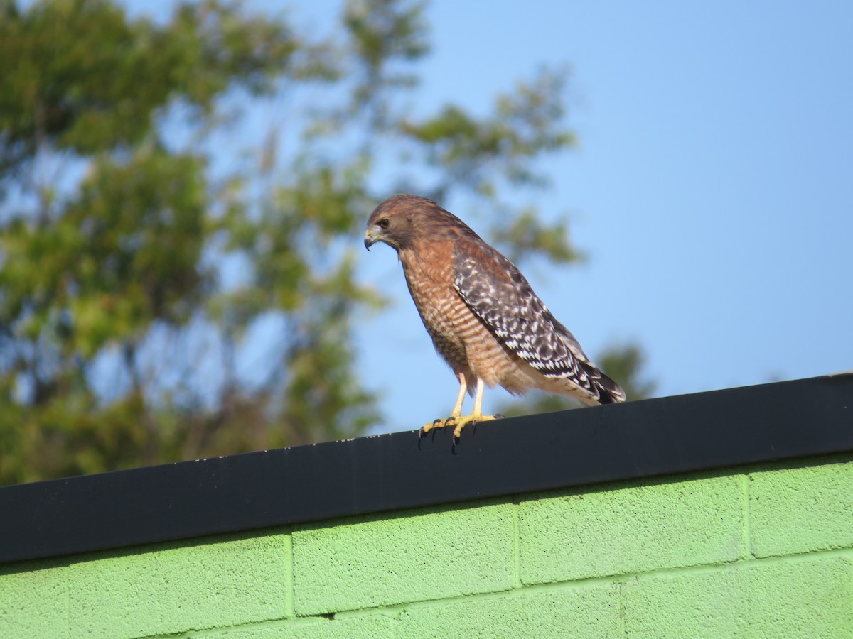 Red-shouldered Hawk - Drew Meyer