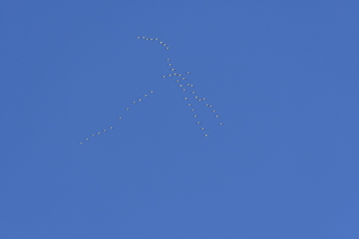 American White Pelican - ML383886871