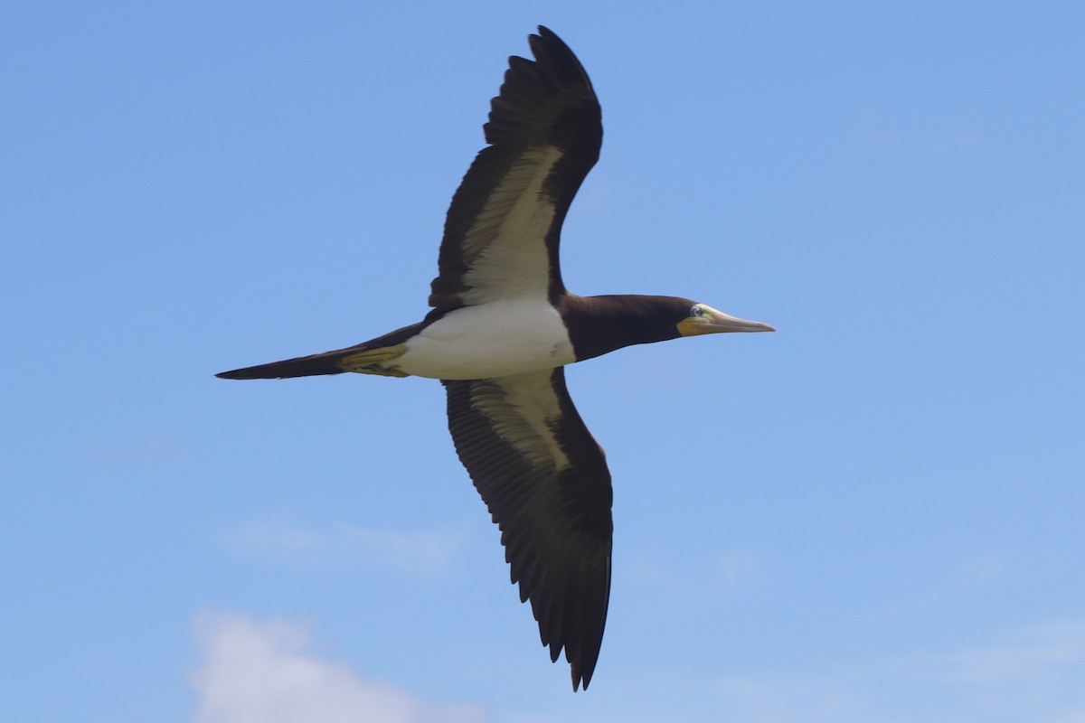 Brown Booby (Atlantic) - Fabio Olmos