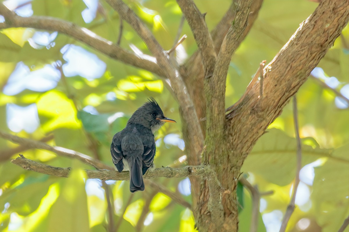 Dark Pewee - ML383887361