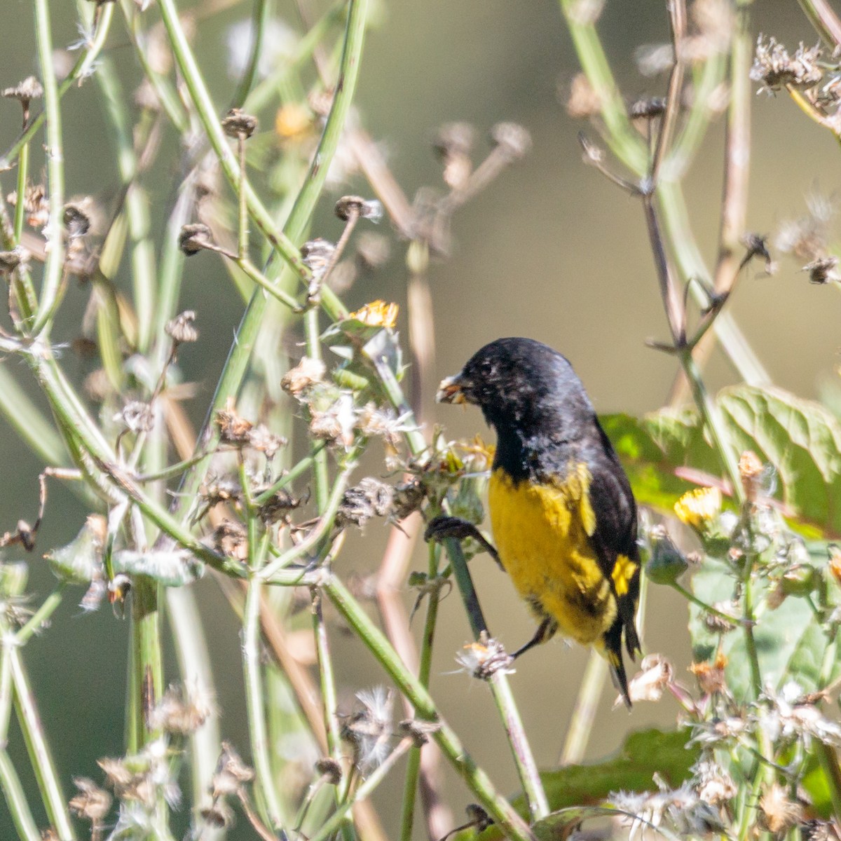 Yellow-bellied Siskin - ML383887391