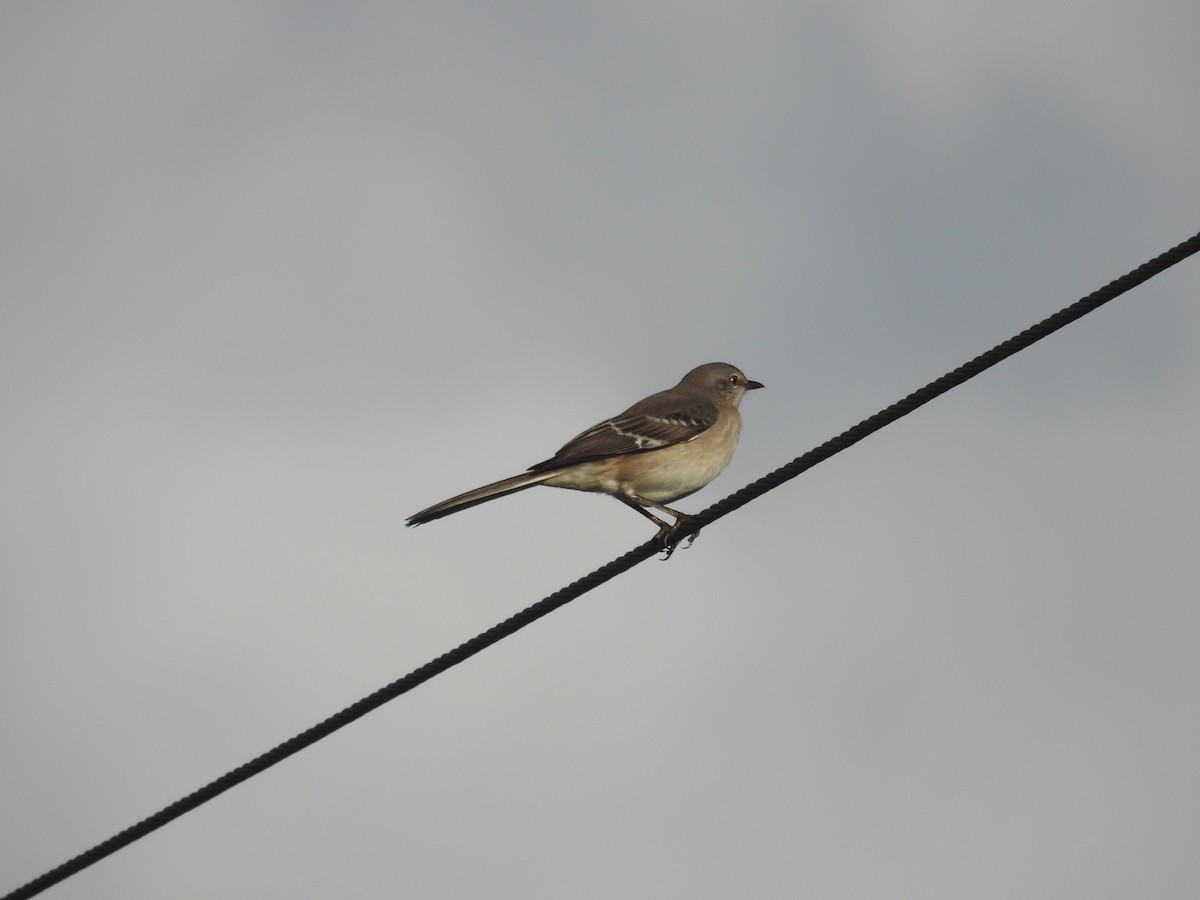 Northern Mockingbird - ML383887971