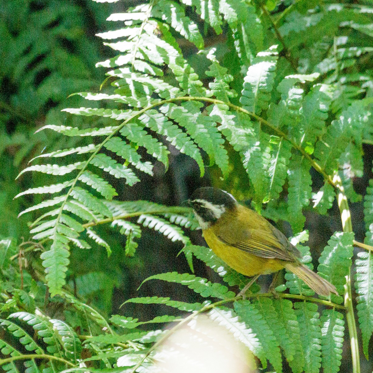 Sooty-capped Chlorospingus - ML383888161