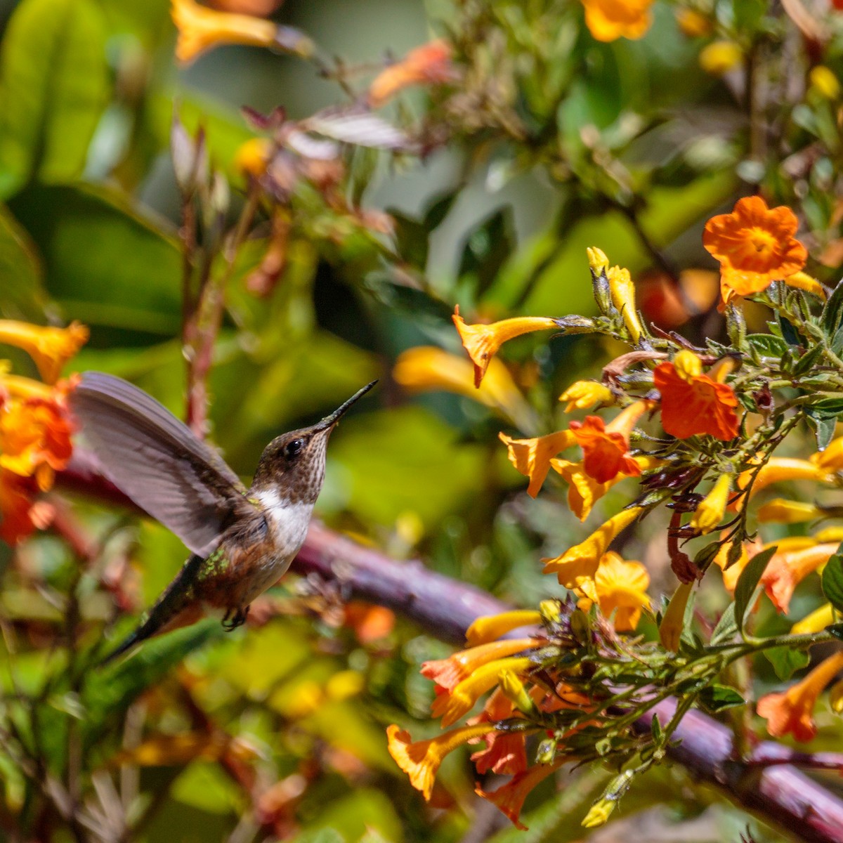 Volcano Hummingbird - ML383888391