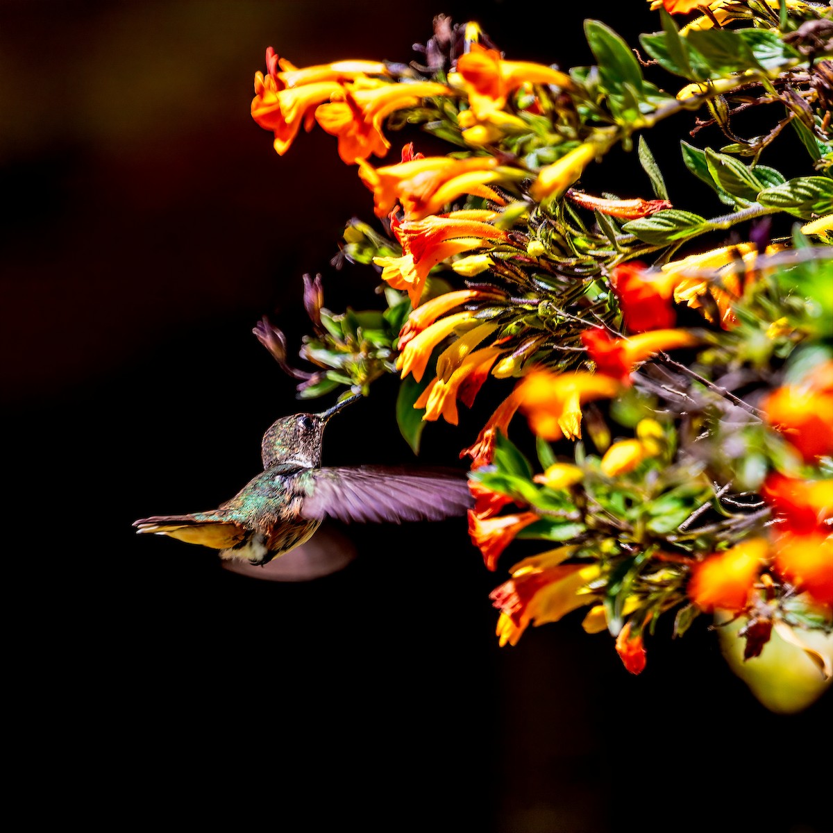 Volcano Hummingbird - ML383888401