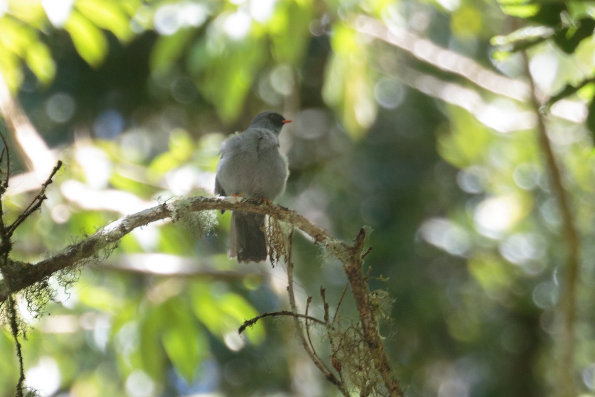 Black-faced Solitaire - ML383888551