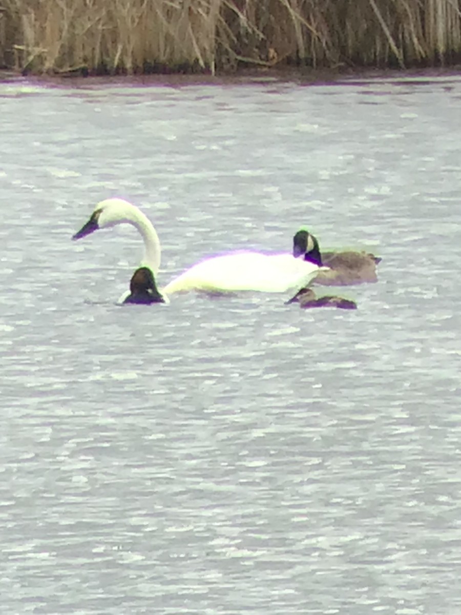 Tundra Swan - ML383889951