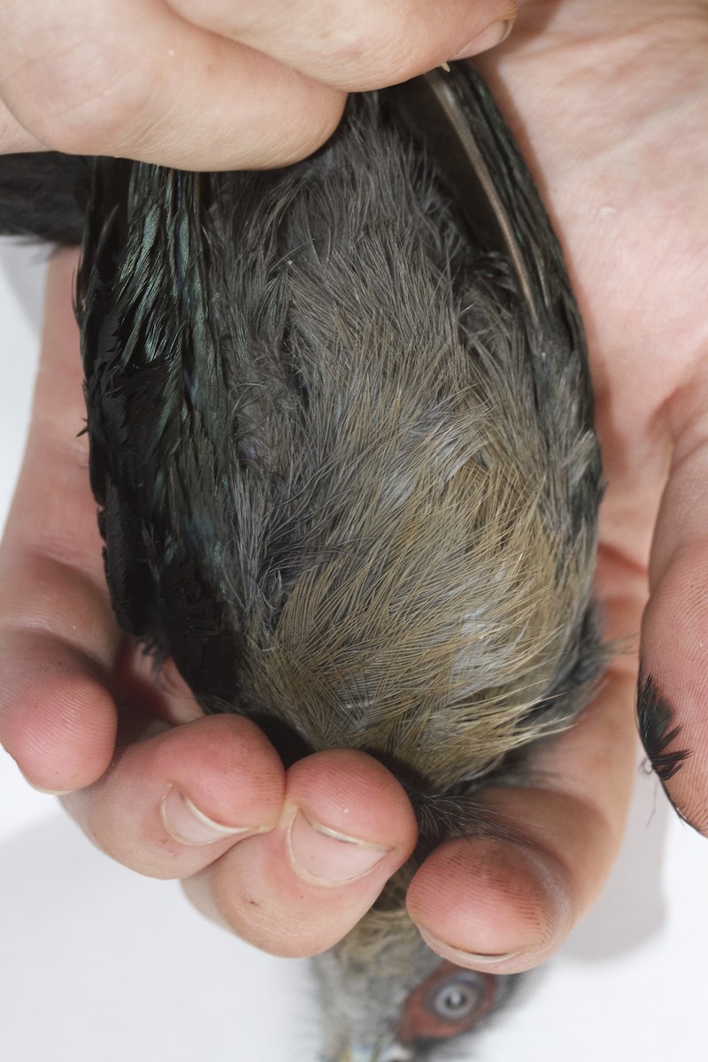 Black-bellied Malkoha - ML38389021