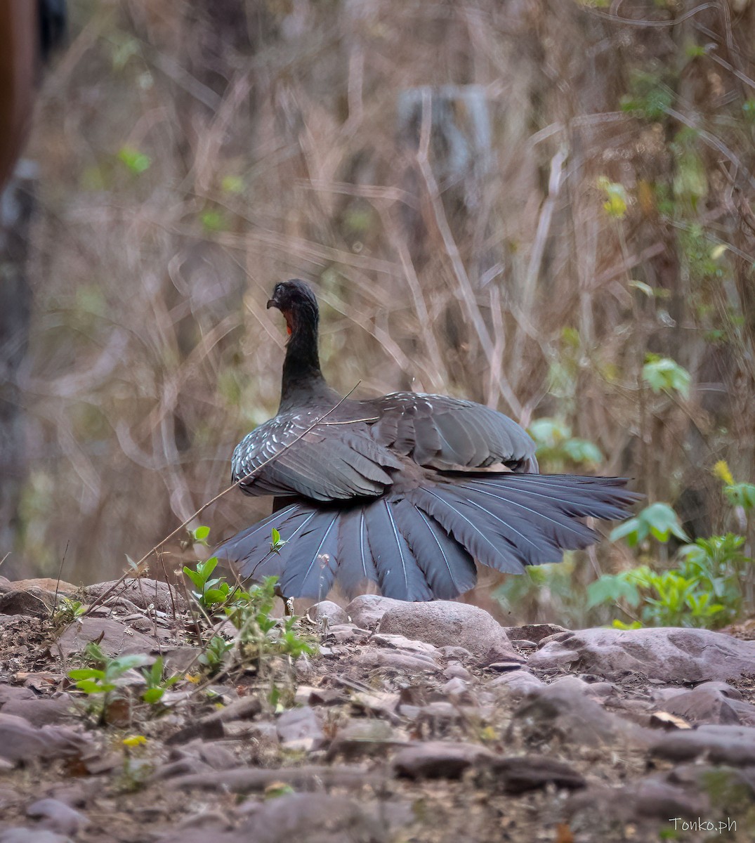 Pava sp. (Penelope sp.) - ML383890781