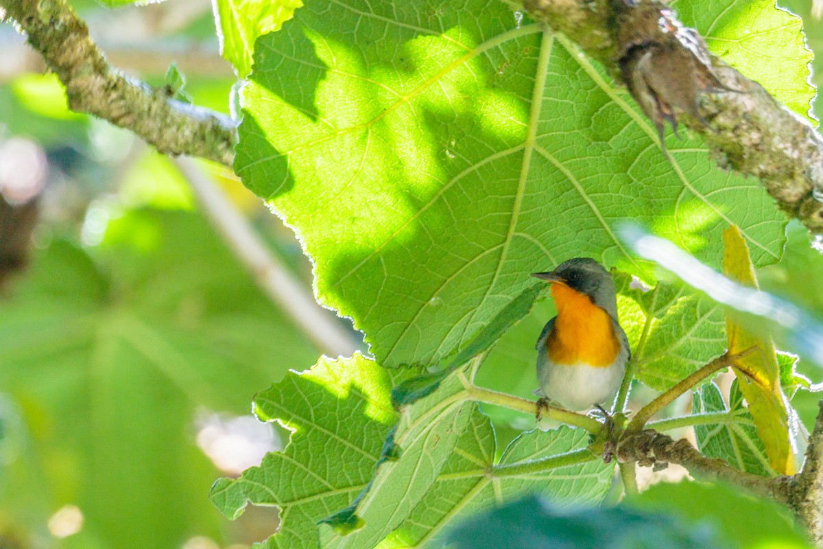 Flame-throated Warbler - ML383890991