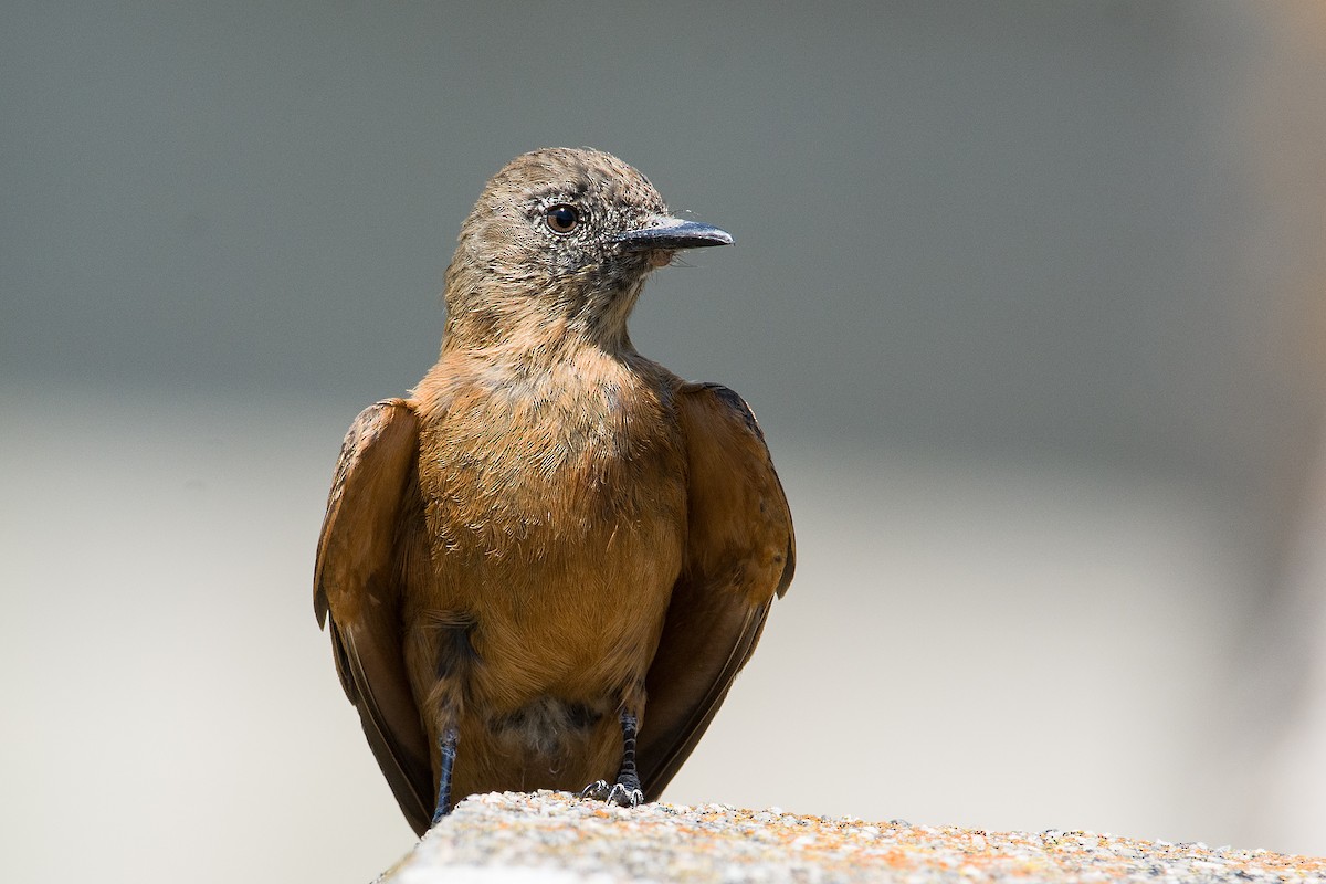 Cliff Flycatcher - ML383891491