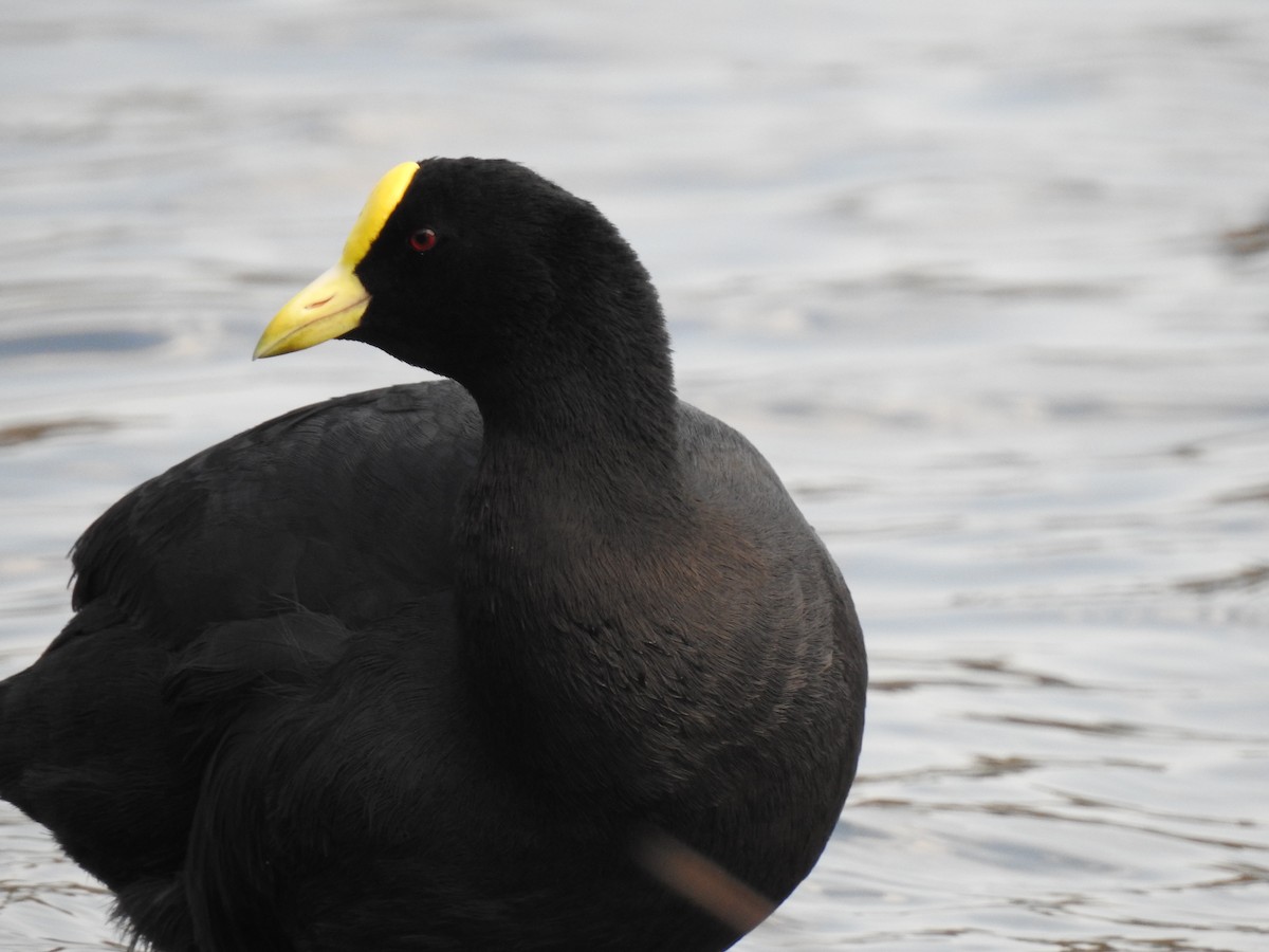 White-winged Coot - ML383891741