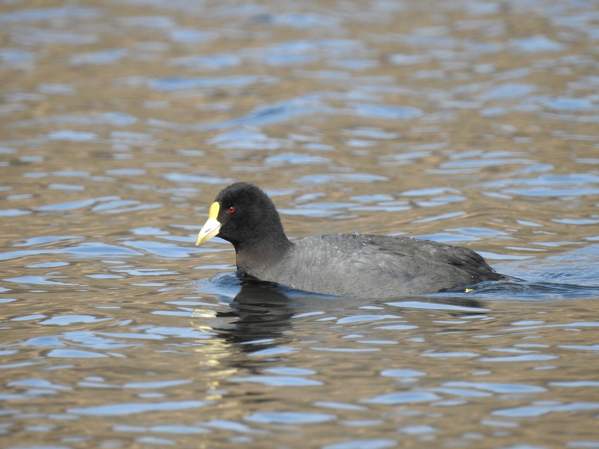 White-winged Coot - ML383891751