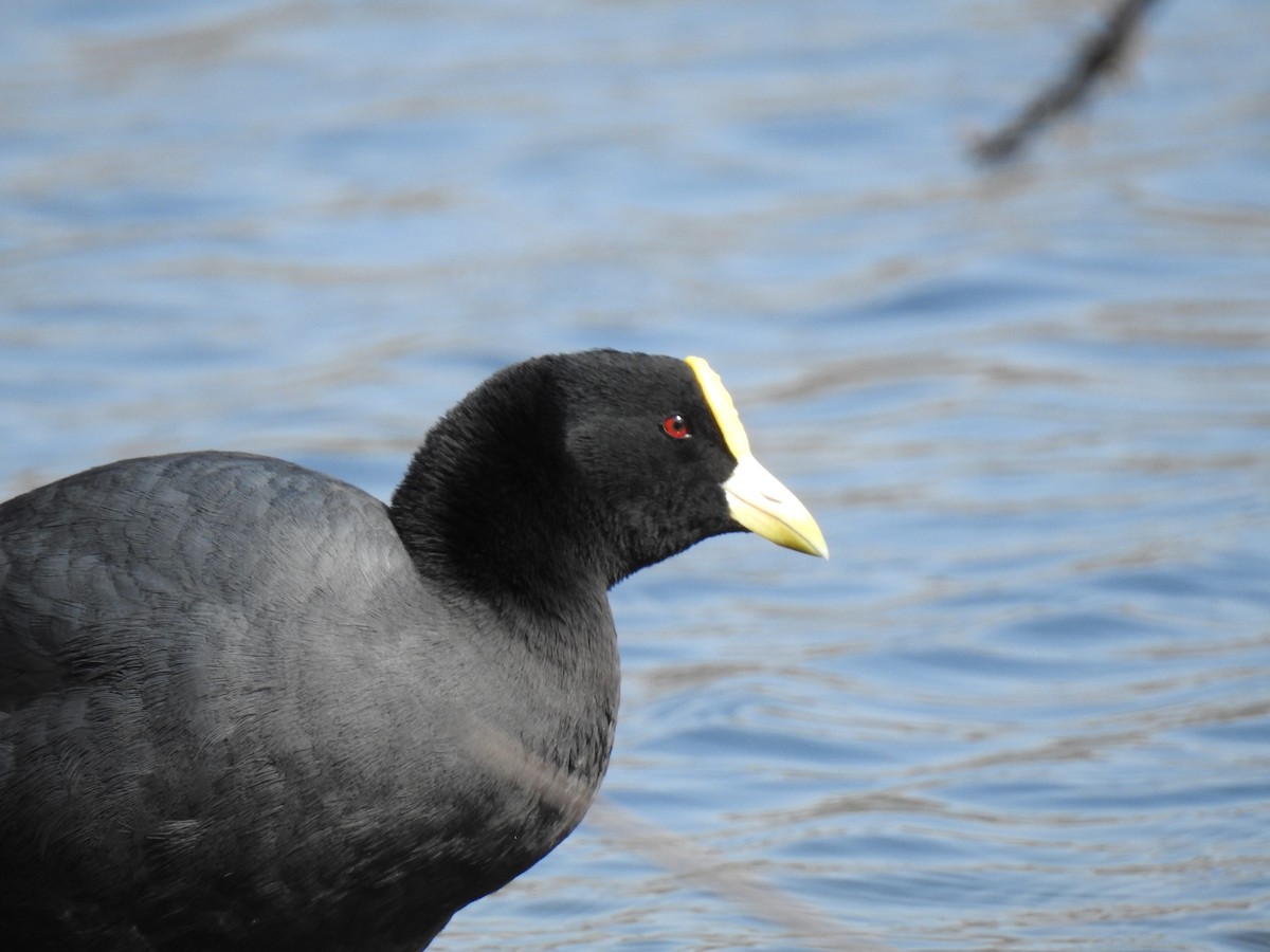 White-winged Coot - ML383891771
