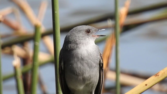 Sooty Tyrannulet - ML383892361