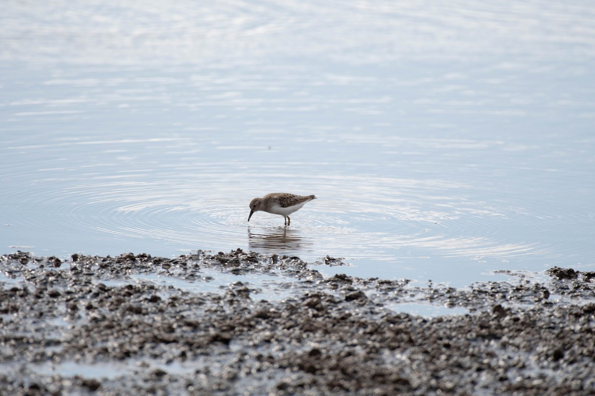 Least Sandpiper - ML383892621