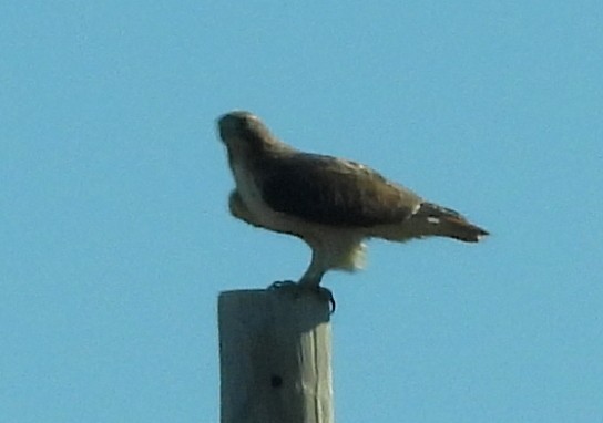 Red-tailed Hawk - ML383893561