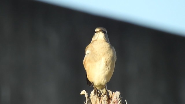 White-banded Mockingbird - ML383894431