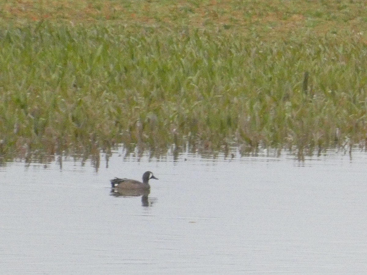 Blue-winged Teal - ML383896781