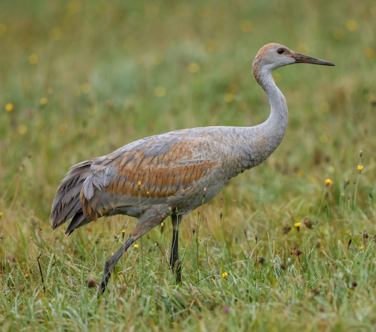 Sandhill Crane - Robin Ohrt