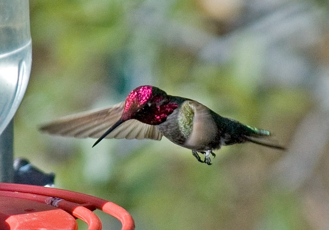 Anna's Hummingbird - ML383900181