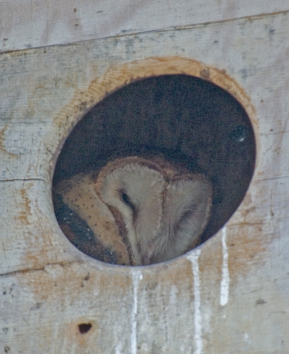 American Barn Owl - ML383900251