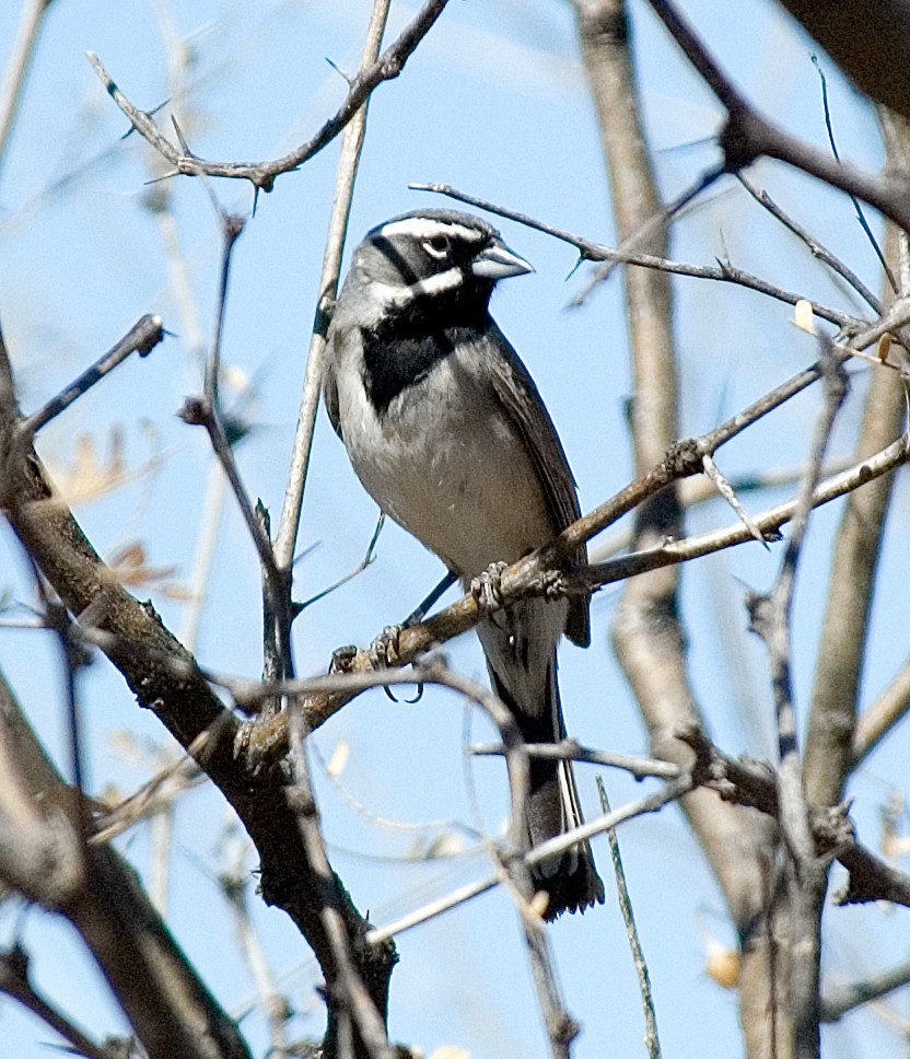 Bridled Titmouse - ML383900321