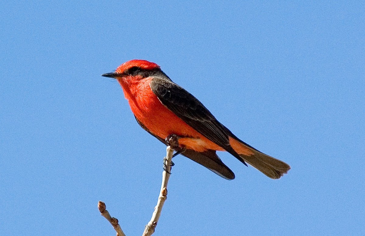 Vermilion Flycatcher - ML383900401