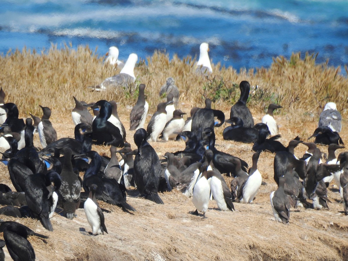 Brandt's Cormorant - Sandra Blair