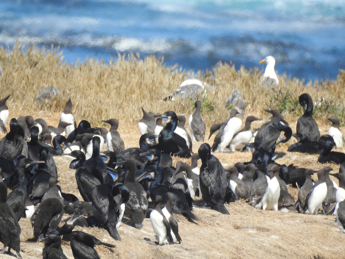 Brandt's Cormorant - Sandra Blair