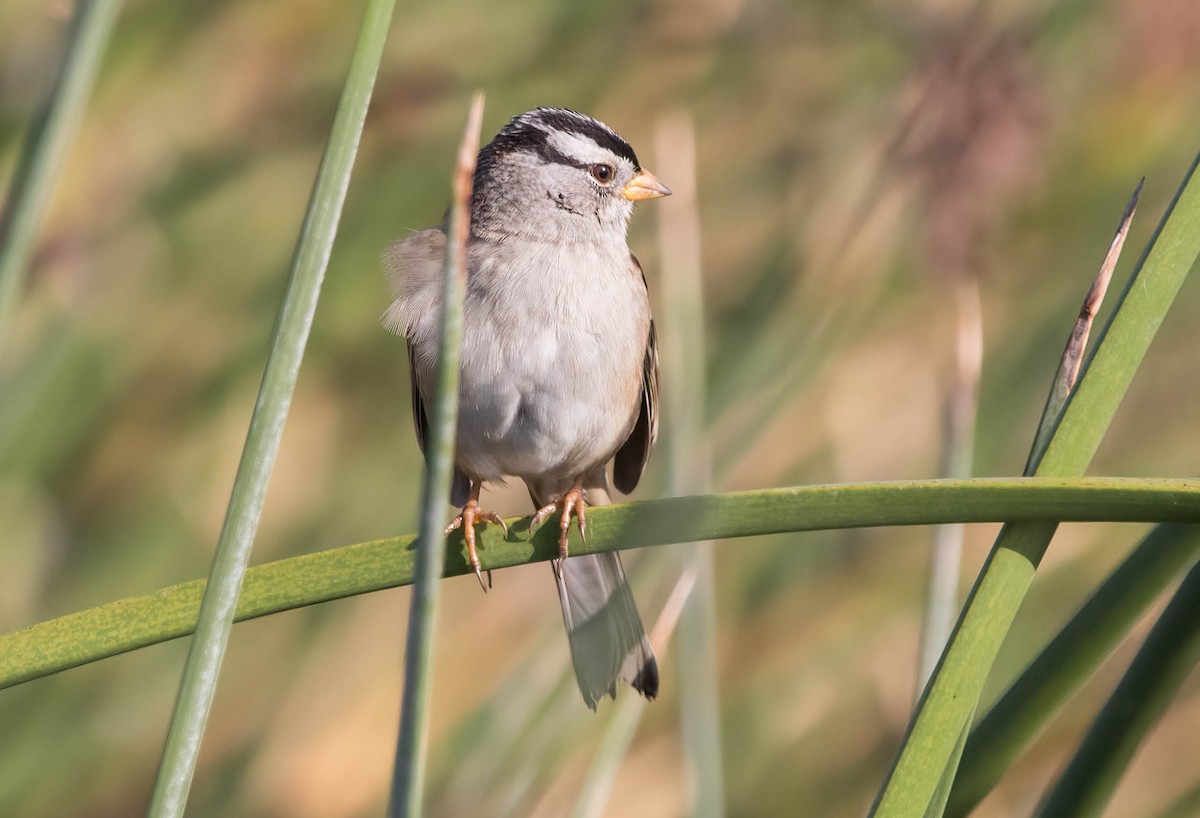 White-crowned Sparrow - John Scharpen
